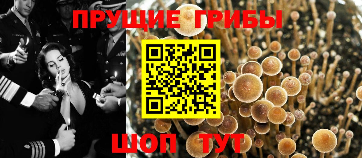 Псилоцибиновые грибы Psilocybe Красноармейск